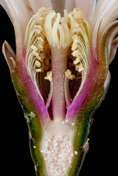 G. bodenbenderianum